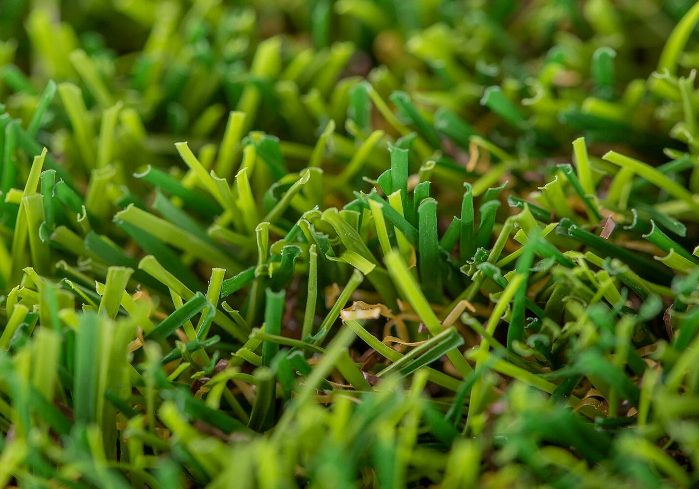 Oasis Artificial Turf Realturf UK